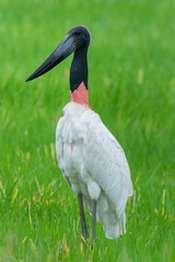 Jabiru mycteria