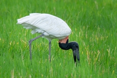 Jabiru mycteria