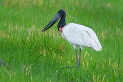Jabiru mycteria