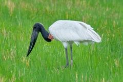 Jabiru mycteria