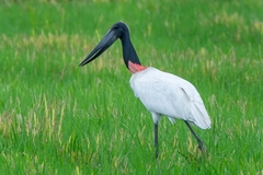 Jabiru mycteria
