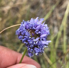 Gilia capitata capitata