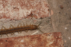 Arthrorhabdus pygmaeus