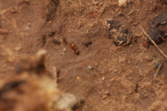 Pheidole pilifera