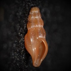 Bela