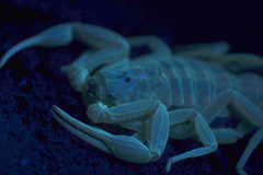 Centruroides vittatus