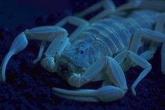 Centruroides vittatus