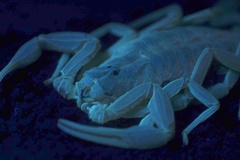 Centruroides vittatus