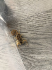 Centruroides vittatus