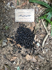 Cephalophorus natalensis