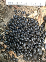 Cephalophorus natalensis