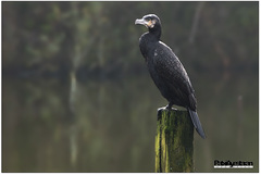 Phalacrocorax carbo