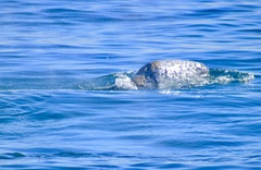 Eschrichtius robustus