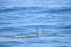 Eschrichtius robustus