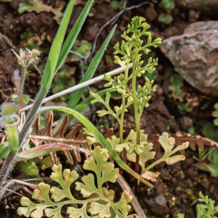 Anogramma leptophylla image