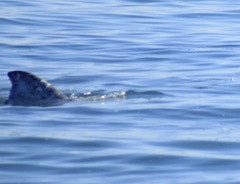 Eschrichtius robustus