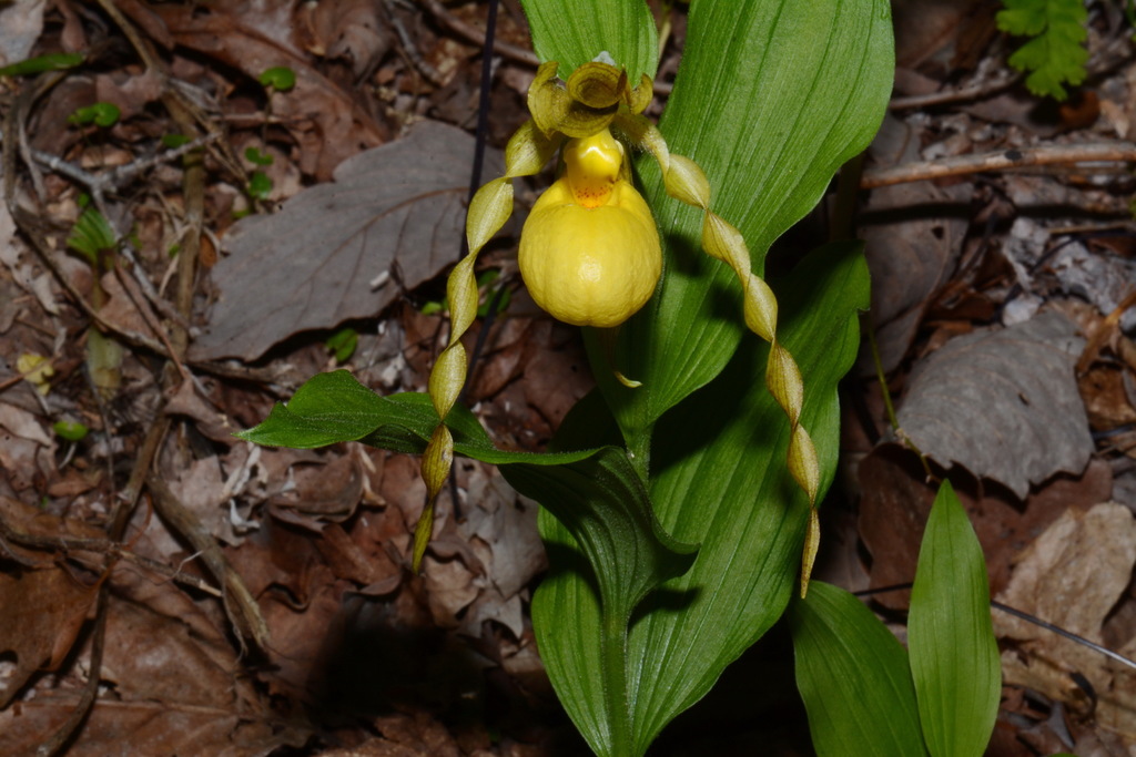 Cypripedium parviflorum Salisb. 3