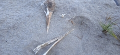 Pelecanidae