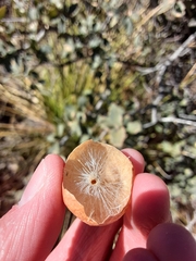 Atrusca brevipennata
