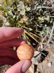 Atrusca brevipennata