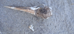 Pelecanidae