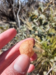 Atrusca brevipennata