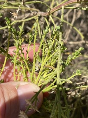 Baccharis sarothroides × pilularis