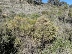 Baccharis sarothroides × pilularis