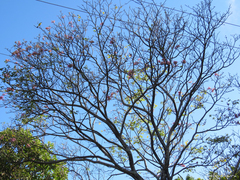 Handroanthus impetiginosus