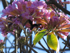 Handroanthus impetiginosus