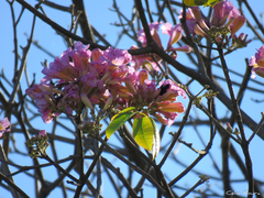 Handroanthus impetiginosus