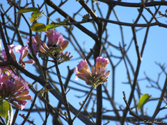 Handroanthus impetiginosus