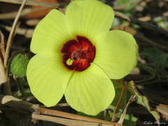 Pavonia cancellata