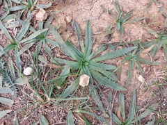 Plantago serraria