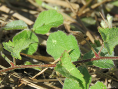 Pavonia cancellata