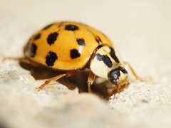 Harmonia axyridis