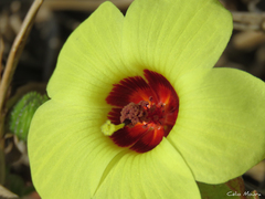 Pavonia cancellata