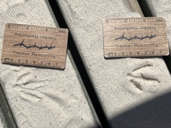 Burhinus capensis capensis