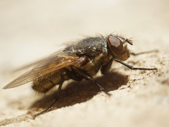 Pollenia