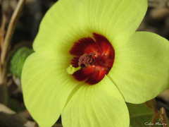 Pavonia cancellata