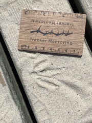 Burhinus capensis capensis