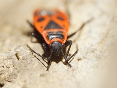 Pyrrhocoris apterus