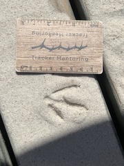 Burhinus capensis capensis