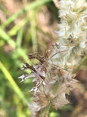 Pephricus