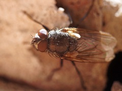 Pollenia