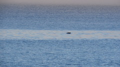 Phocoena phocoena vomerina