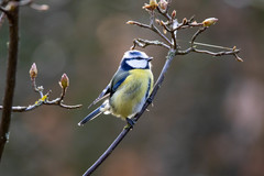 Cyanistes caeruleus