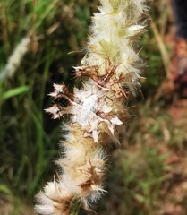 Pephricus