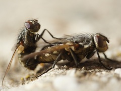 Pollenia