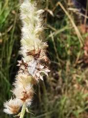 Pephricus